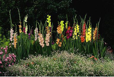 新款冒险游戏《格罗宁根花园》公布 登陆Steam